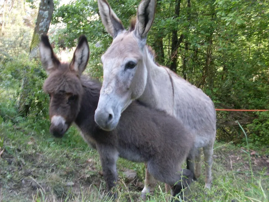 Agriturismo All'Isola Che Non C'E' Villa La Spezia Farm stay
